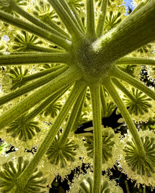 Orca Spokes: green stems radiating from a center, seen from below.