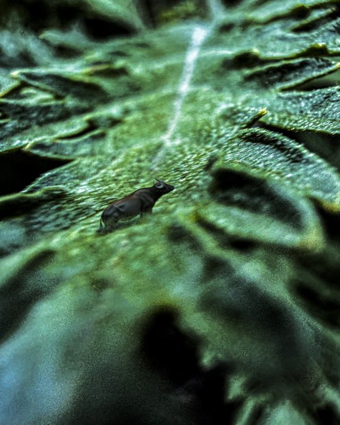 Buffalo Deep: a small buffalo on the ridges of a dark green leaf.