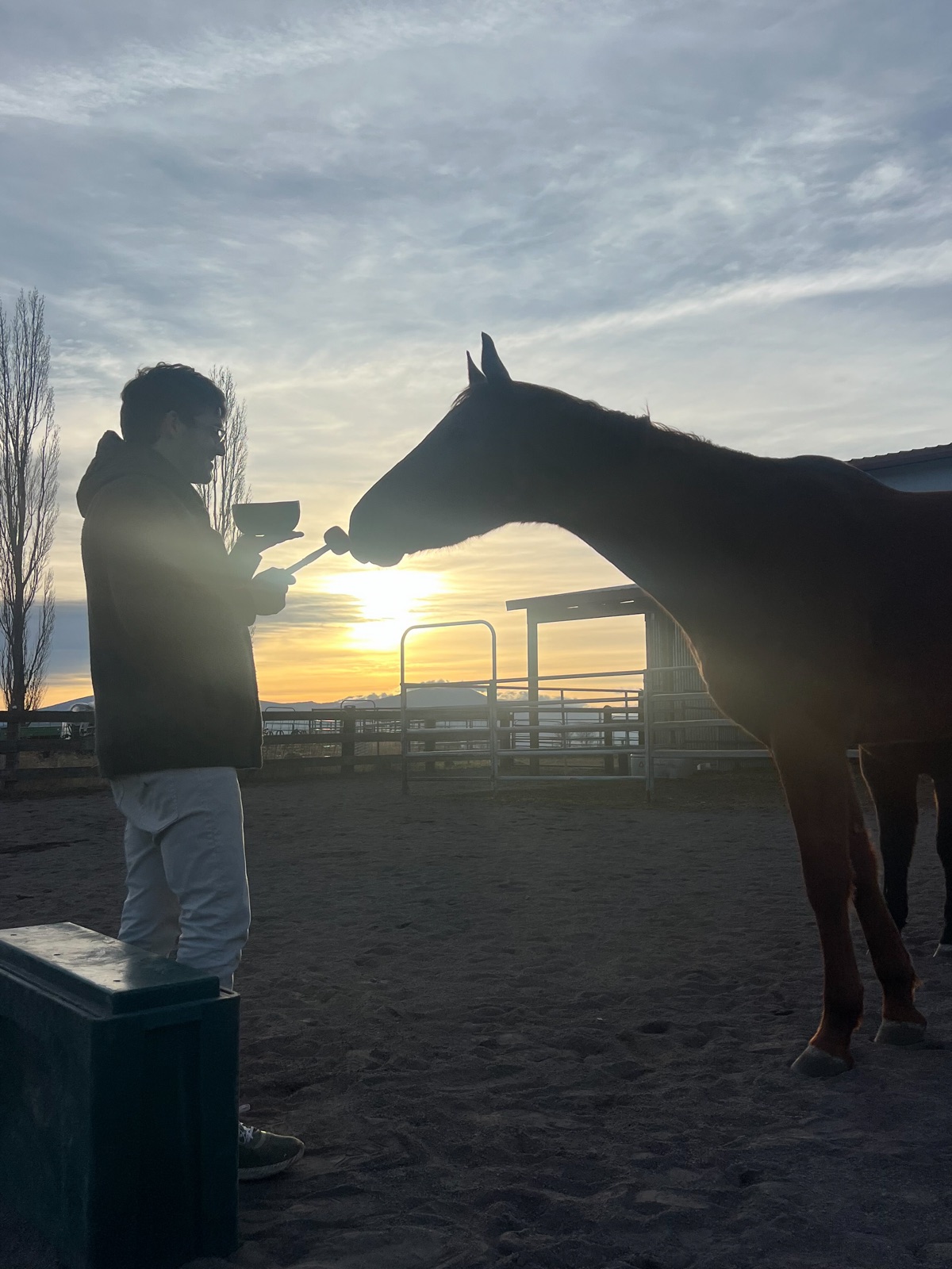 Zach at sunset, holding a singing bowl toward a horse.